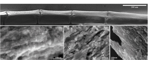 Scanning electron microscope images of bone crystalizing: Bone development in zebra fish. 